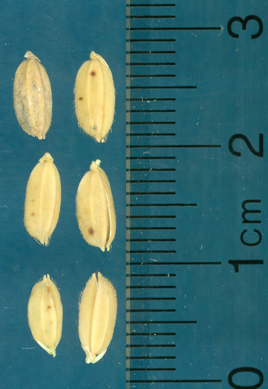 Click for 3 image(s) for this accession. KERNELS