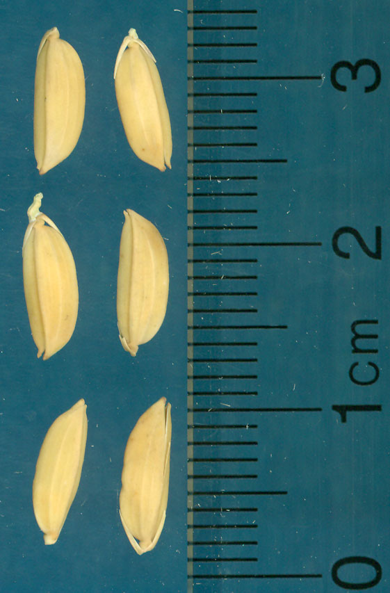 Click for 2 image(s) for this accession. KERNELS