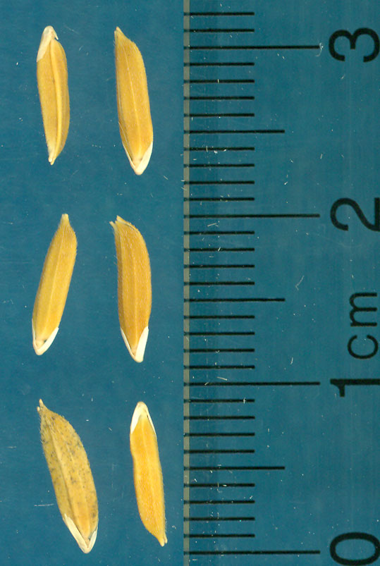 Click for 3 image(s) for this accession. KERNELS