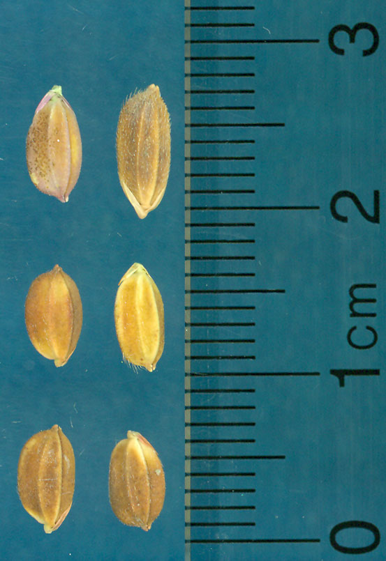 Click for 3 image(s) for this accession. KERNELS