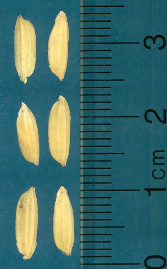 Click for 3 image(s) for this accession. KERNELS