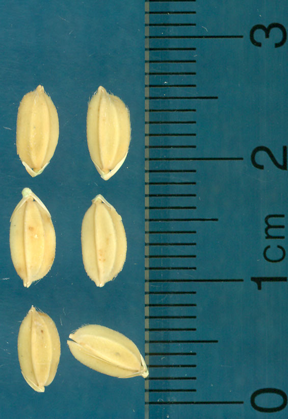 Click for 3 image(s) for this accession. KERNELS