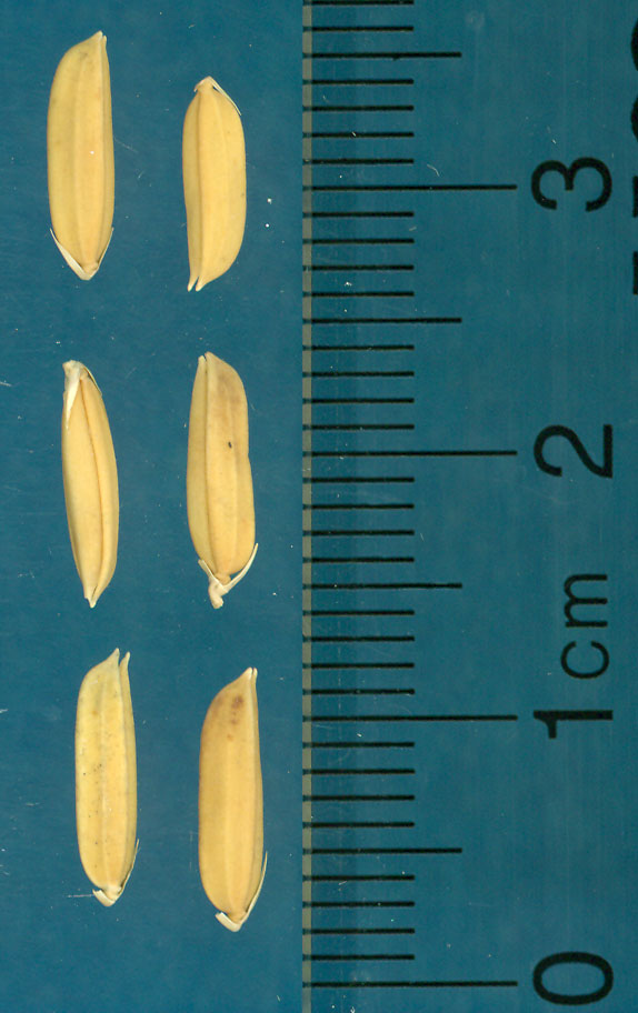 Click for 3 image(s) for this accession. KERNELS
