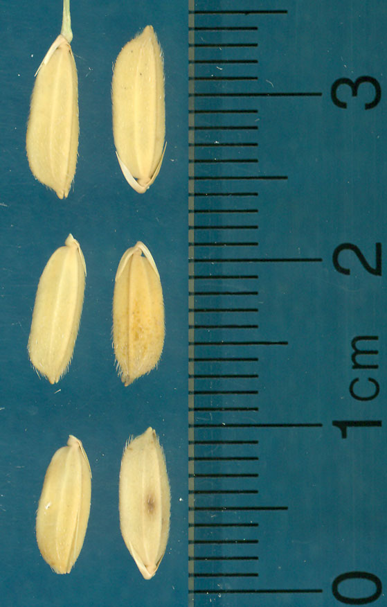 Click for 3 image(s) for this accession. KERNELS