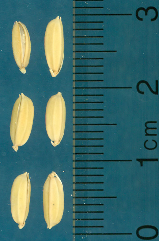 Click for 3 image(s) for this accession. KERNELS