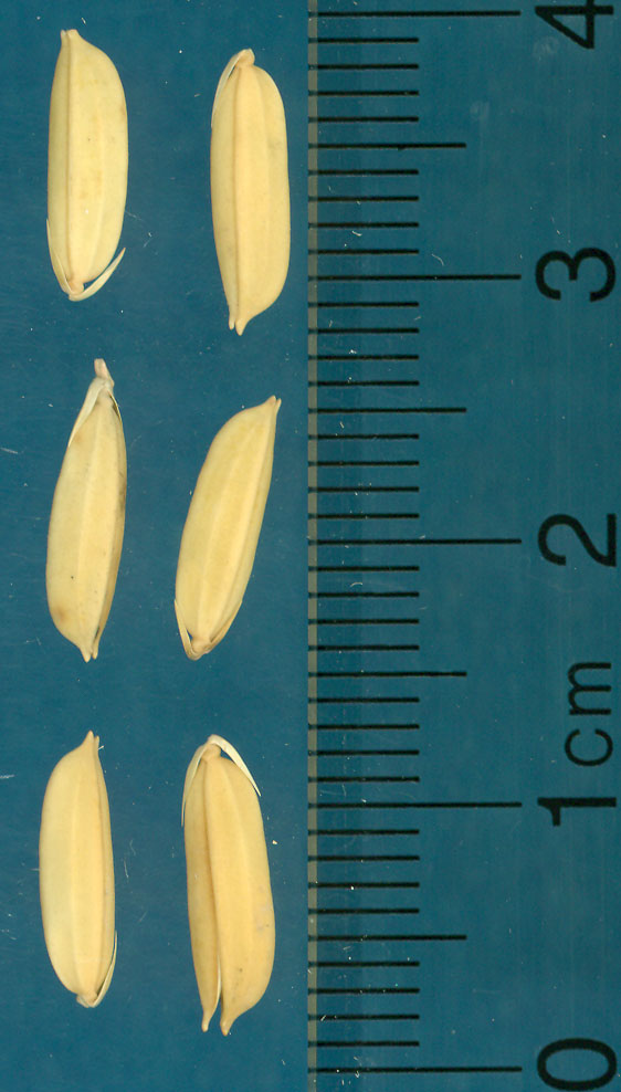 Click for 3 image(s) for this accession. KERNELS