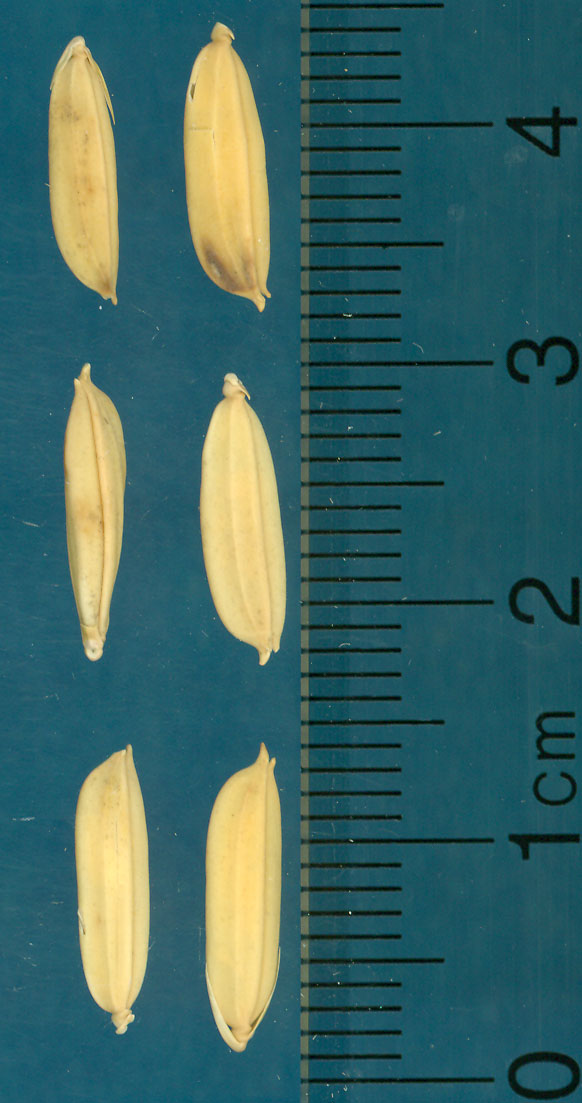 Click for 3 image(s) for this accession. KERNELS