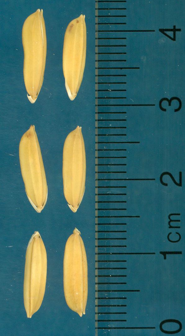 Click for 3 image(s) for this accession. KERNELS