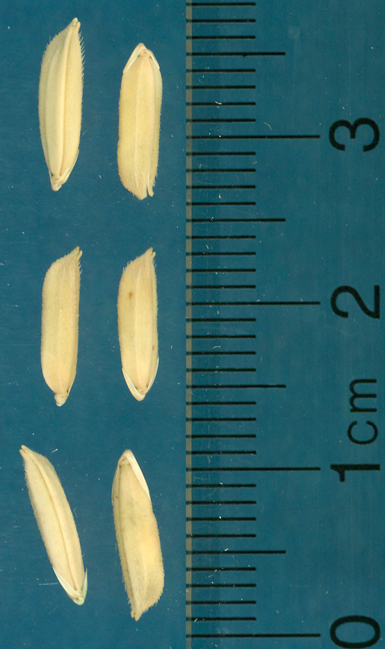 Click for 4 image(s) for this accession. KERNELS