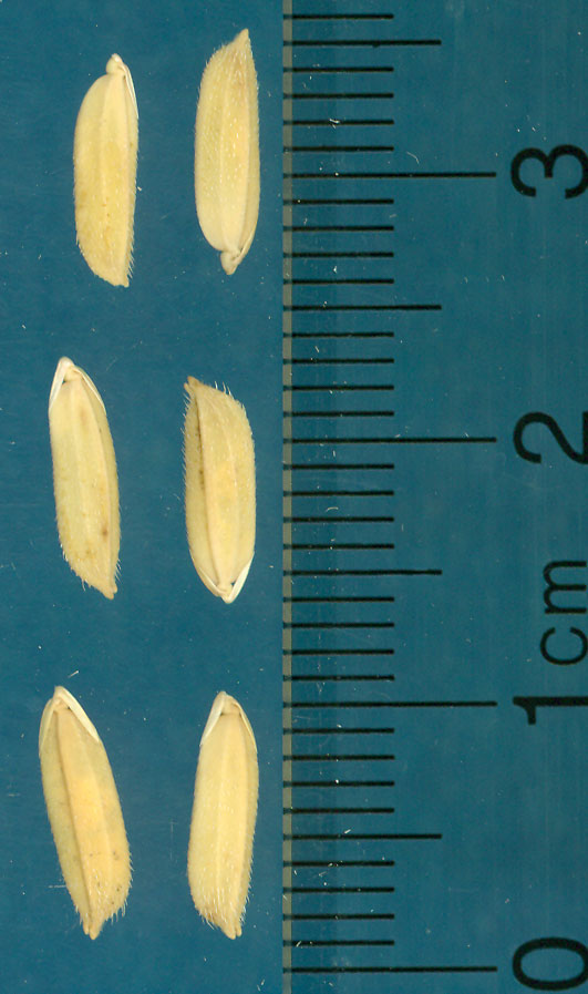 Click for 3 image(s) for this accession. KERNELS