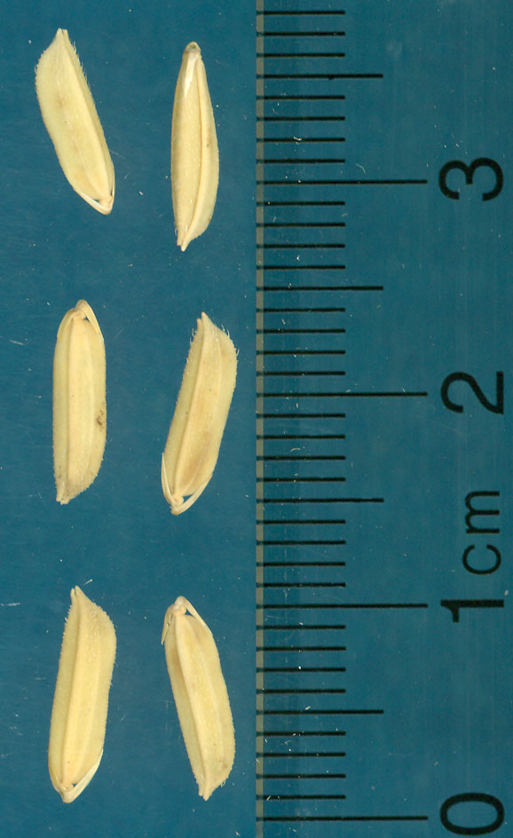 Click for 2 image(s) for this accession. KERNELS