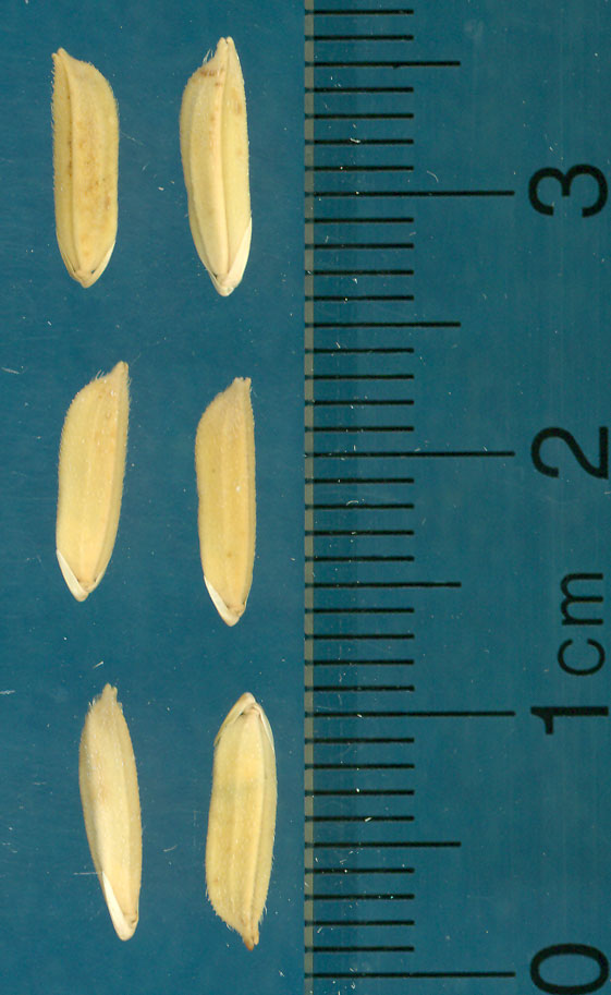 Click for 4 image(s) for this accession. KERNELS