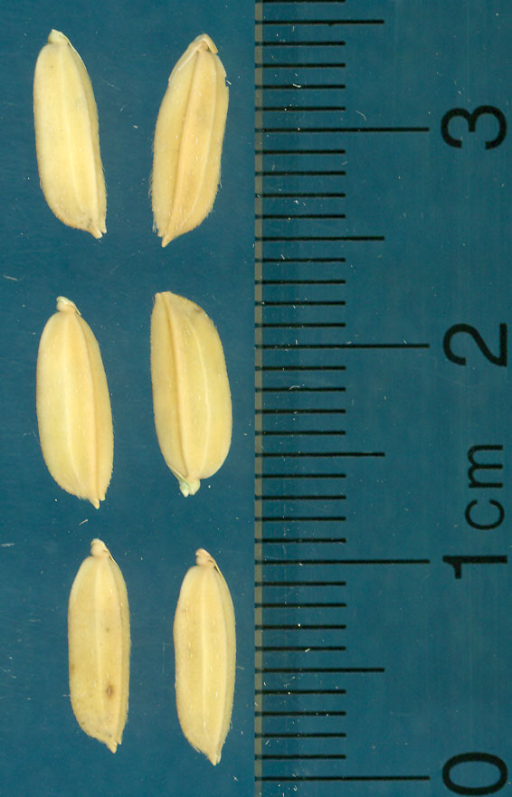 Click for 3 image(s) for this accession. KERNELS