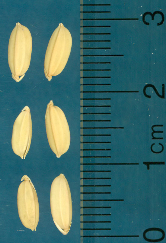 Click for 3 image(s) for this accession. KERNELS