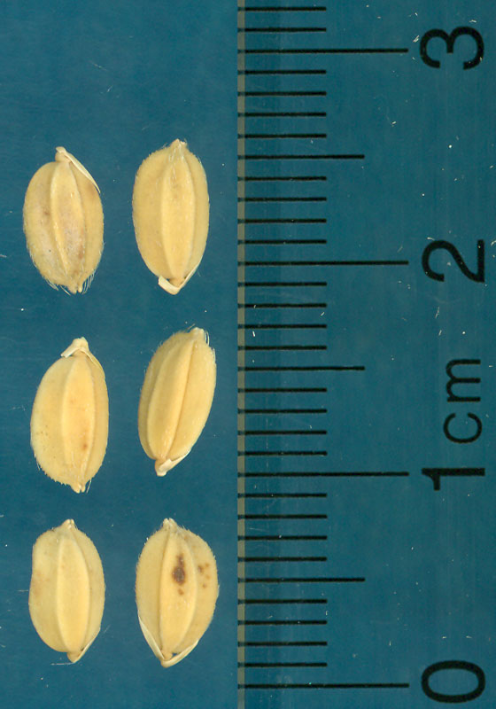 Click for 3 image(s) for this accession. KERNELS