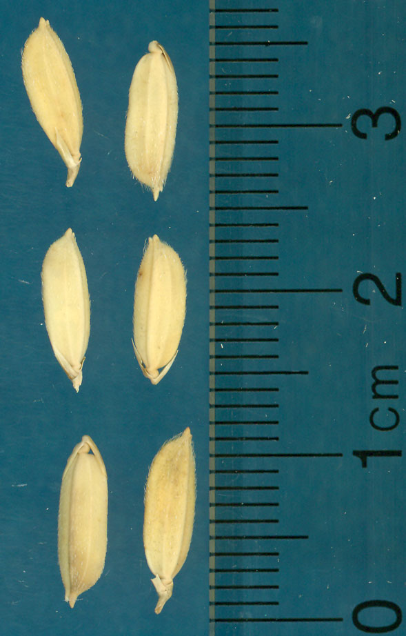 Click for 3 image(s) for this accession. KERNELS