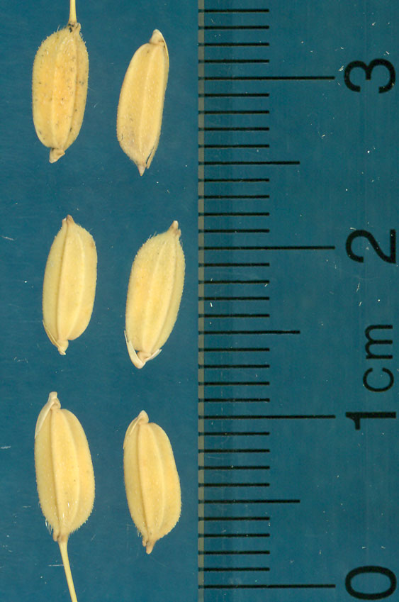 Click for 3 image(s) for this accession. KERNELS