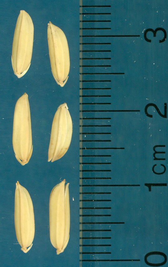 Click for 3 image(s) for this accession. KERNELS