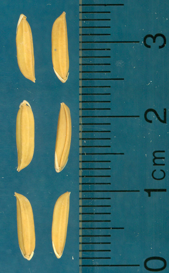 Click for 3 image(s) for this accession. KERNELS