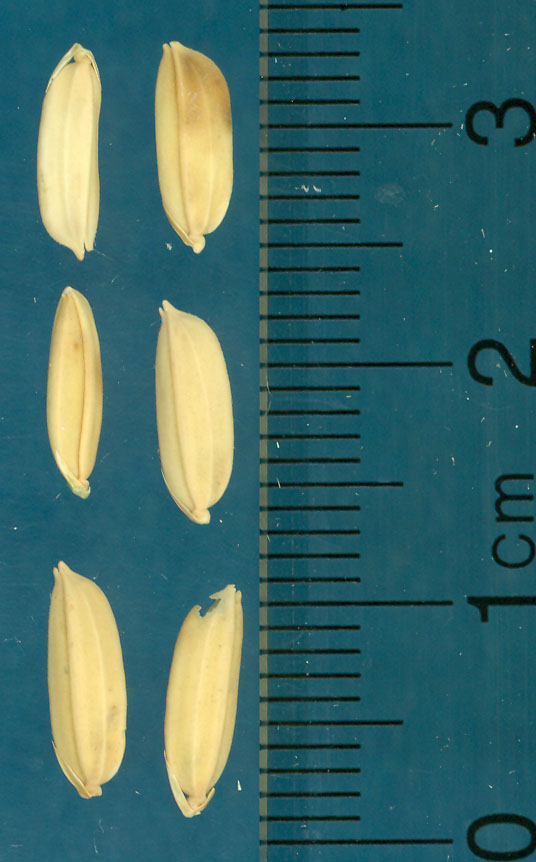Click for 3 image(s) for this accession. KERNELS