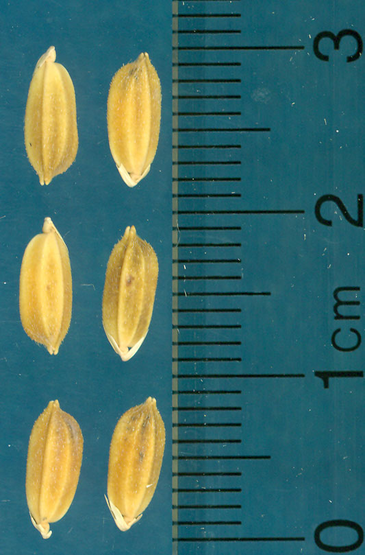 Click for 3 image(s) for this accession. KERNELS