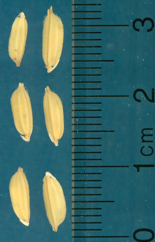 Click for 3 image(s) for this accession. KERNELS