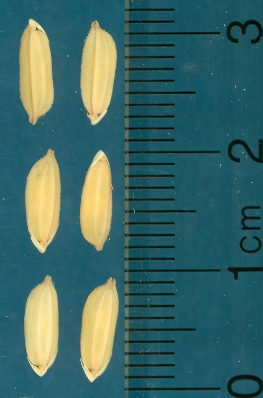 Click for 3 image(s) for this accession. KERNELS