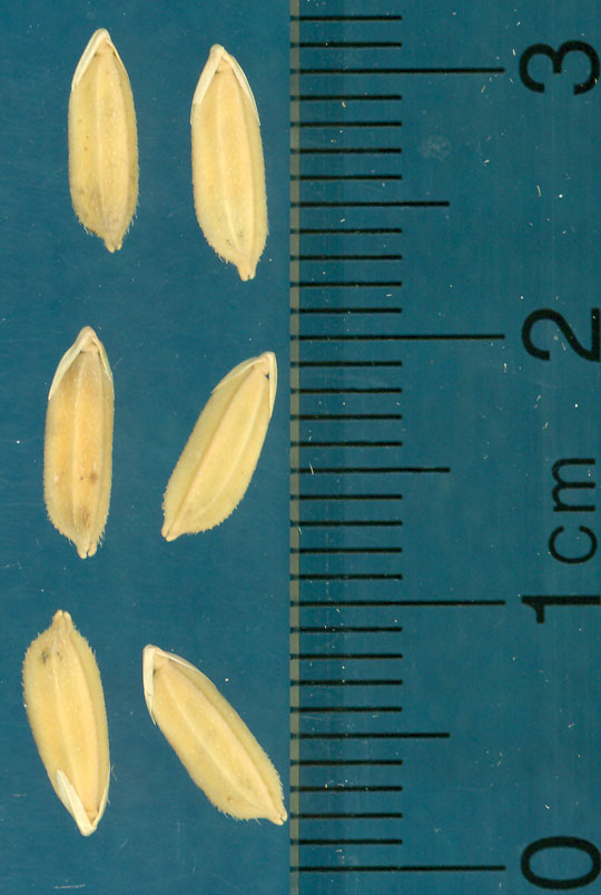Click for 3 image(s) for this accession. KERNELS