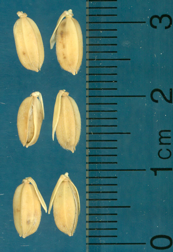 Click for 3 image(s) for this accession. KERNELS