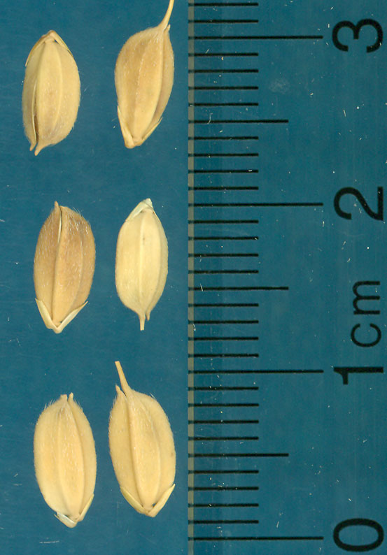 Click for 3 image(s) for this accession. KERNELS