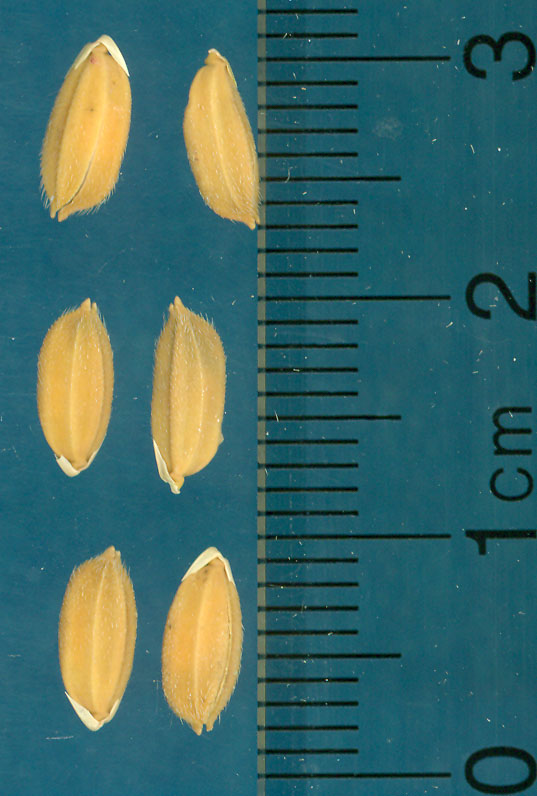 Click for 3 image(s) for this accession. KERNELS