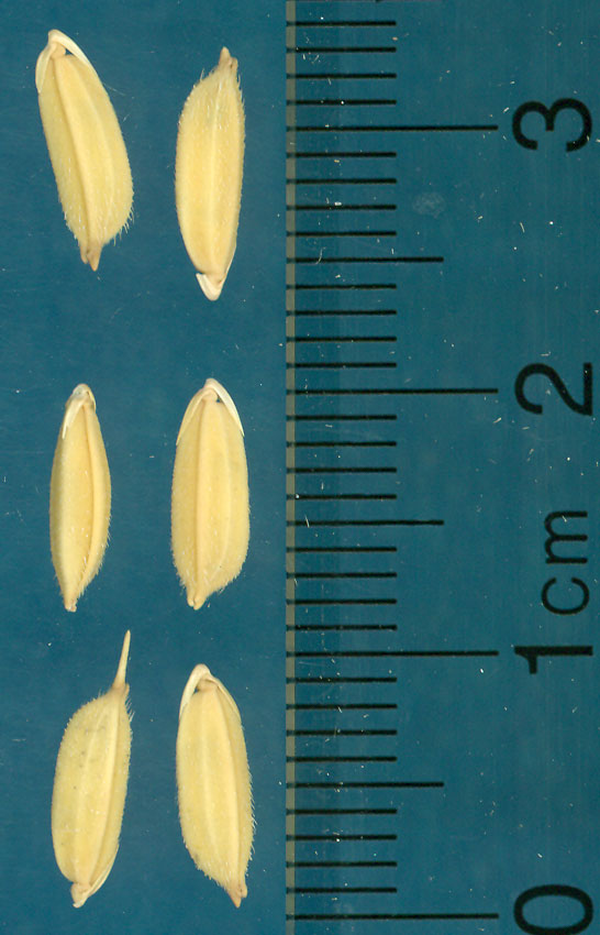 Click for 3 image(s) for this accession. KERNELS