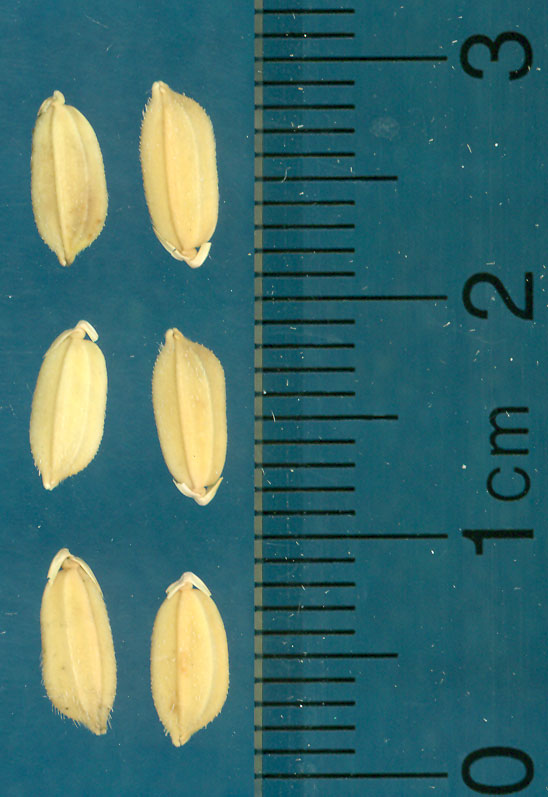 Click for 3 image(s) for this accession. KERNELS