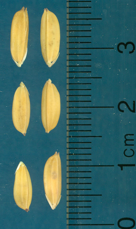 Click for 3 image(s) for this accession. KERNELS