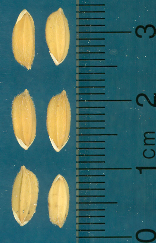 Click for 3 image(s) for this accession. KERNELS