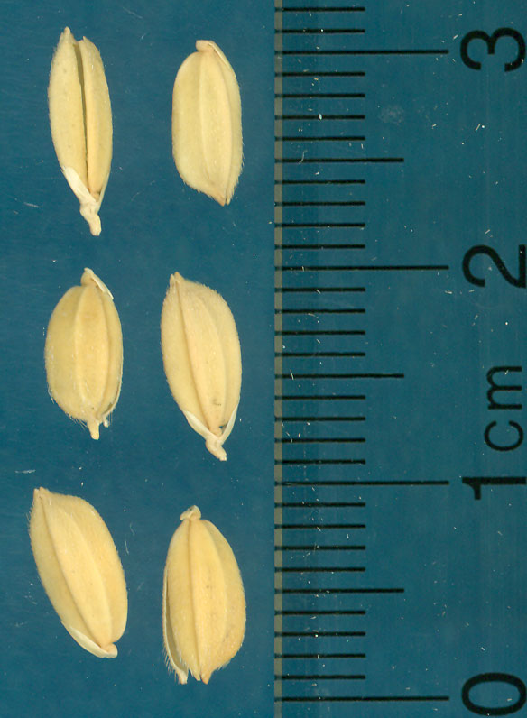 Click for 3 image(s) for this accession. KERNELS