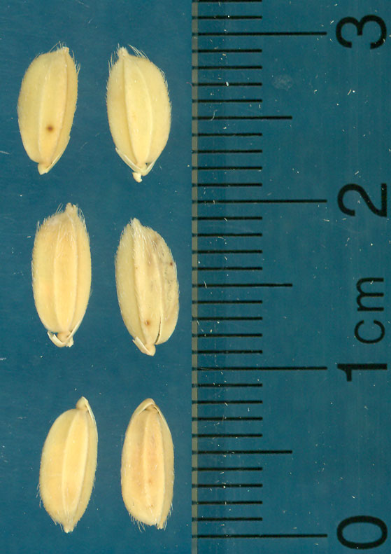 Click for 3 image(s) for this accession. KERNELS