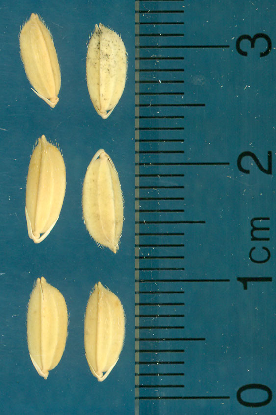 Click for 3 image(s) for this accession. KERNELS