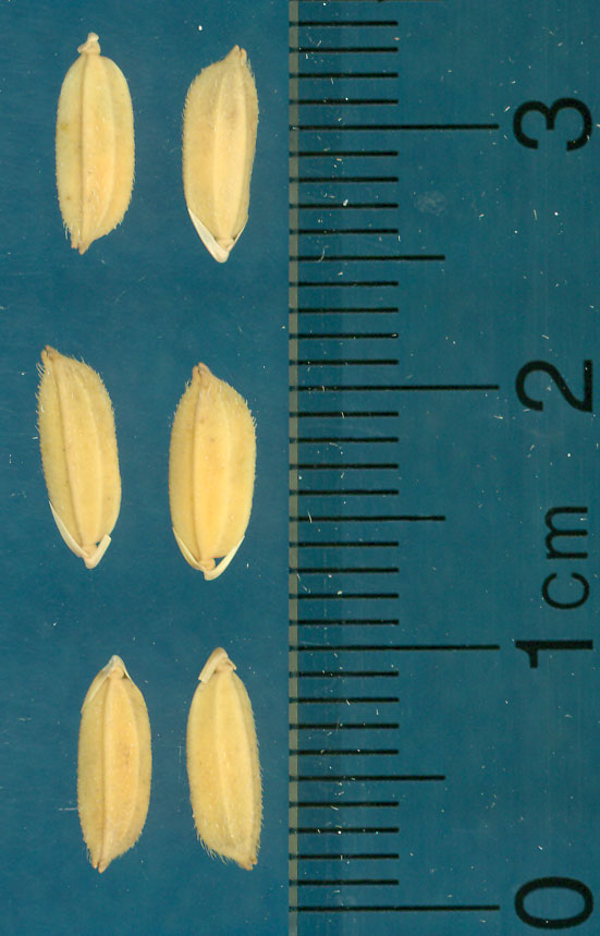 Click for 3 image(s) for this accession. KERNELS