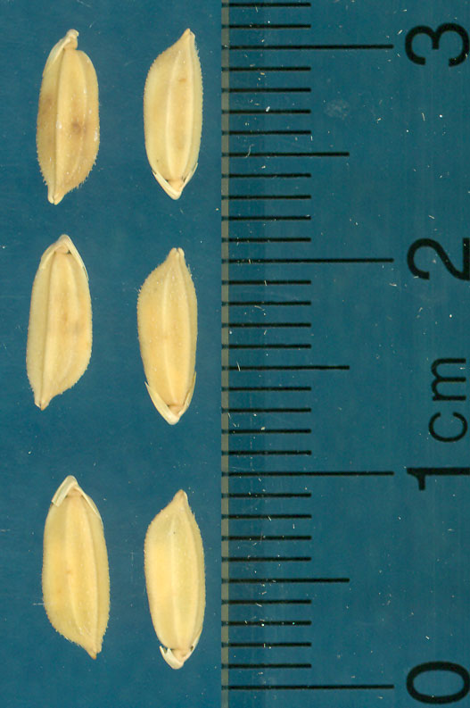 Click for 3 image(s) for this accession. KERNELS