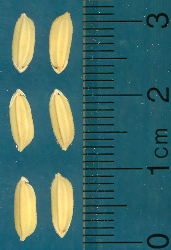 Click for 3 image(s) for this accession. KERNELS