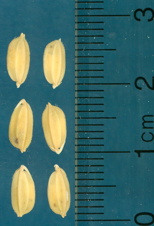 Click for 3 image(s) for this accession. KERNELS