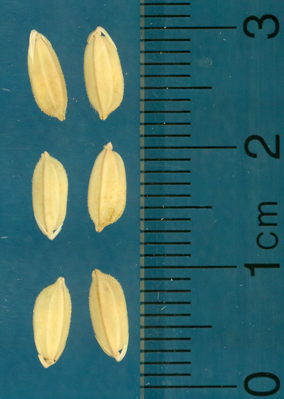 Click for 4 image(s) for this accession. KERNELS