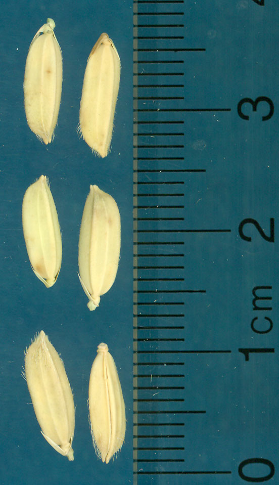 Click for 3 image(s) for this accession. KERNELS