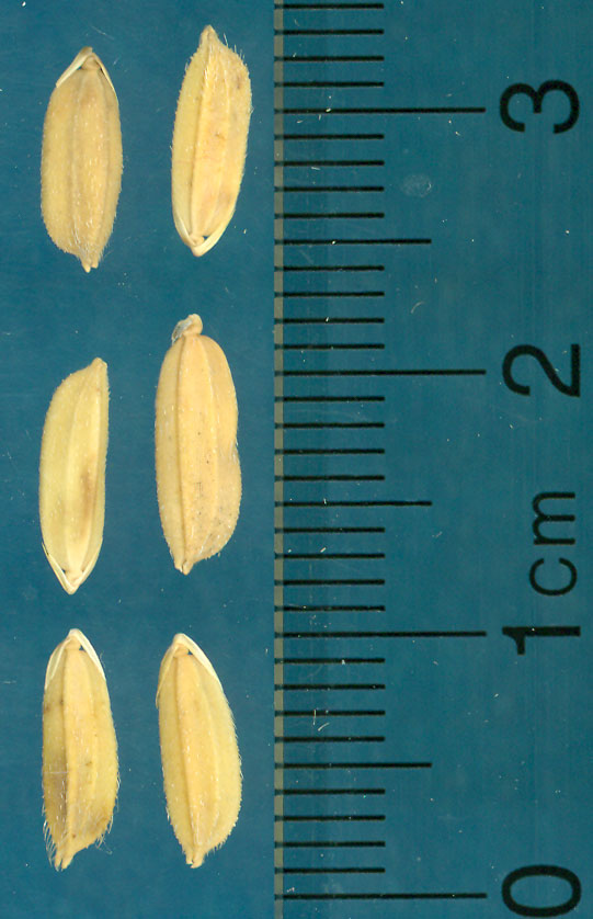 Click for 4 image(s) for this accession. KERNELS