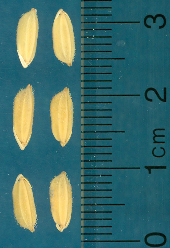 Click for 3 image(s) for this accession. KERNELS