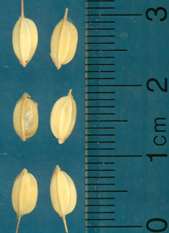 Click for 3 image(s) for this accession. KERNELS