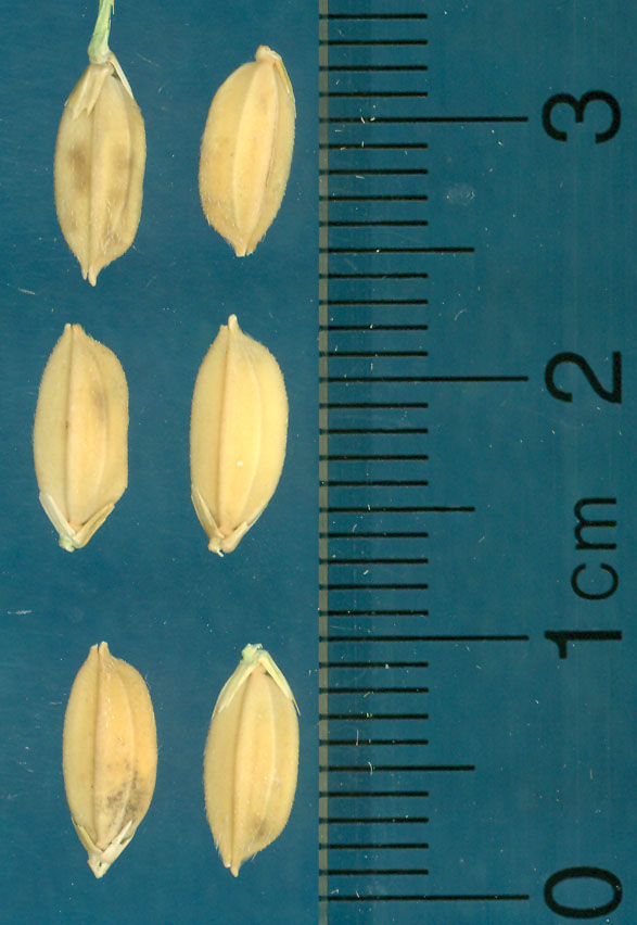 Click for 4 image(s) for this accession. KERNELS