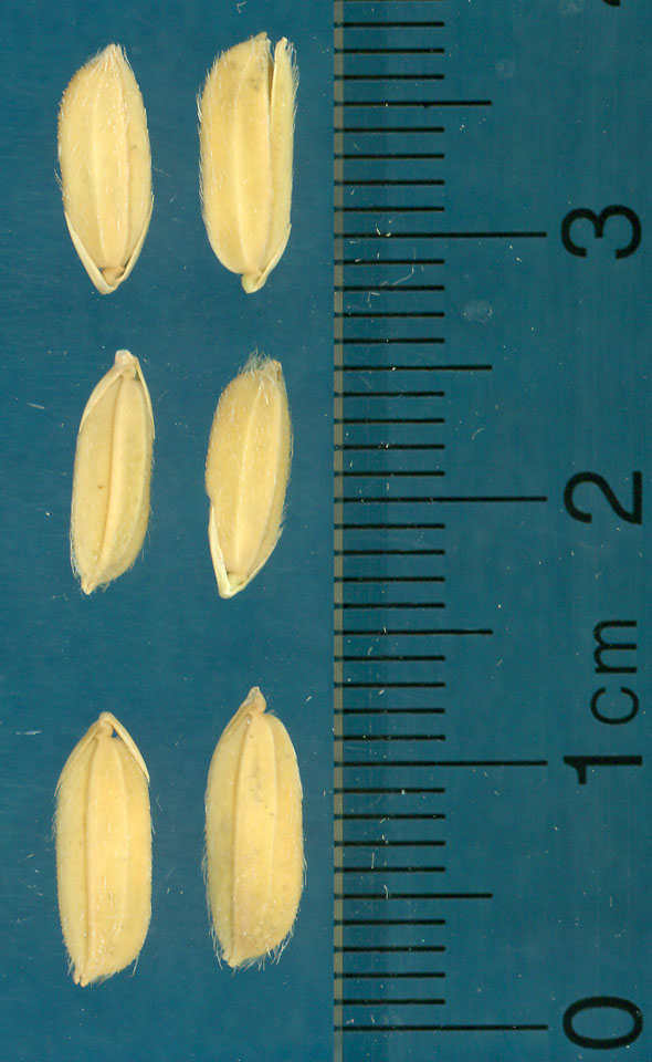 Click for 3 image(s) for this accession. KERNELS