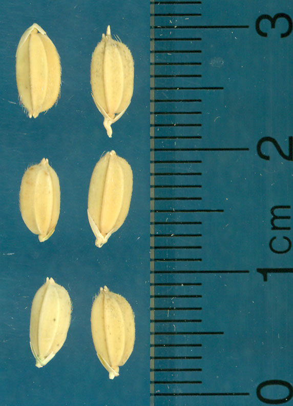 Click for 3 image(s) for this accession. KERNELS